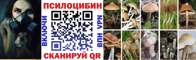 Купить где  Артём  Псилоцибиновые грибы GOLDEN TEACHER 